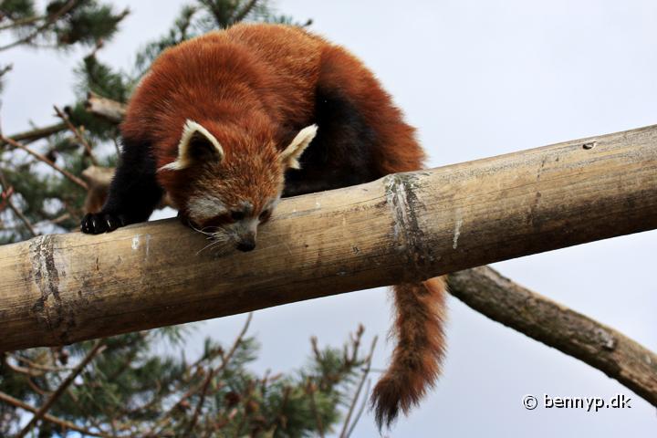 Rod Panda1.jpg - Rød Panda  (Ailurus fulgens fulgens)
